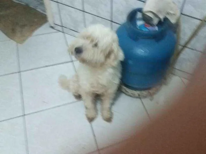 Cachorro raça Poodlo idade 3 anos nome Jacke