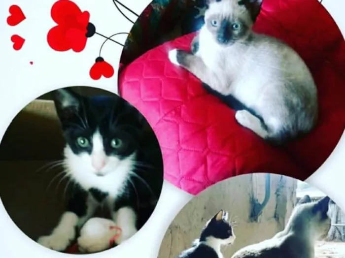 Gato ra a Não sei  idade 2 a 6 meses nome Não sei 