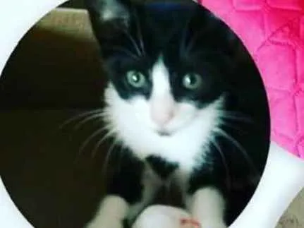 Gato ra a Não sei  idade 2 a 6 meses nome Não sei 