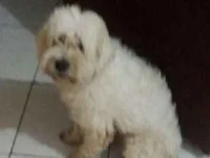 Cachorro raça Poodlo idade 3 anos nome Jacke