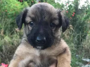 Cachorro raça Não sei  idade Abaixo de 2 meses nome Não sei 