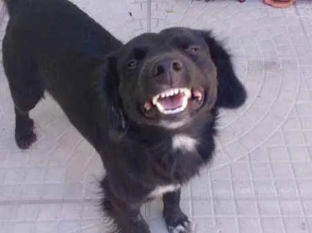 Cachorro ra a SRD idade  nome Will Smith