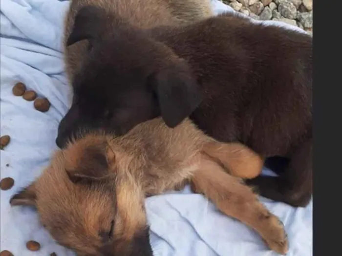 Cachorro ra a Não sei  idade Abaixo de 2 meses nome Não sei 