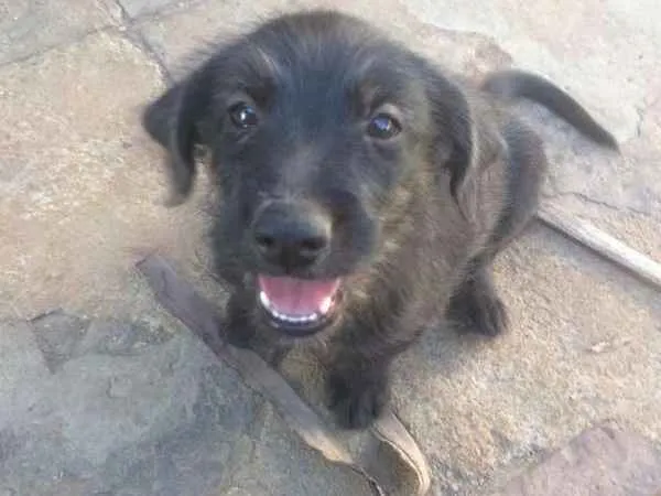 Cachorro ra a SRD idade 2 a 6 meses nome Filhotes