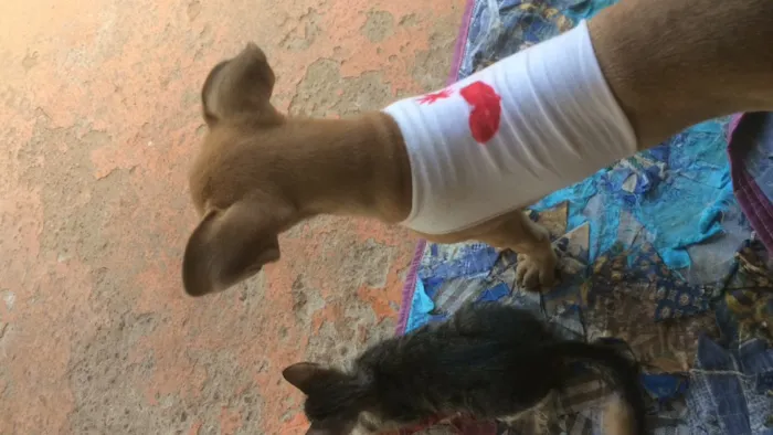 Cachorro ra a  idade 2 a 6 meses nome Pandora