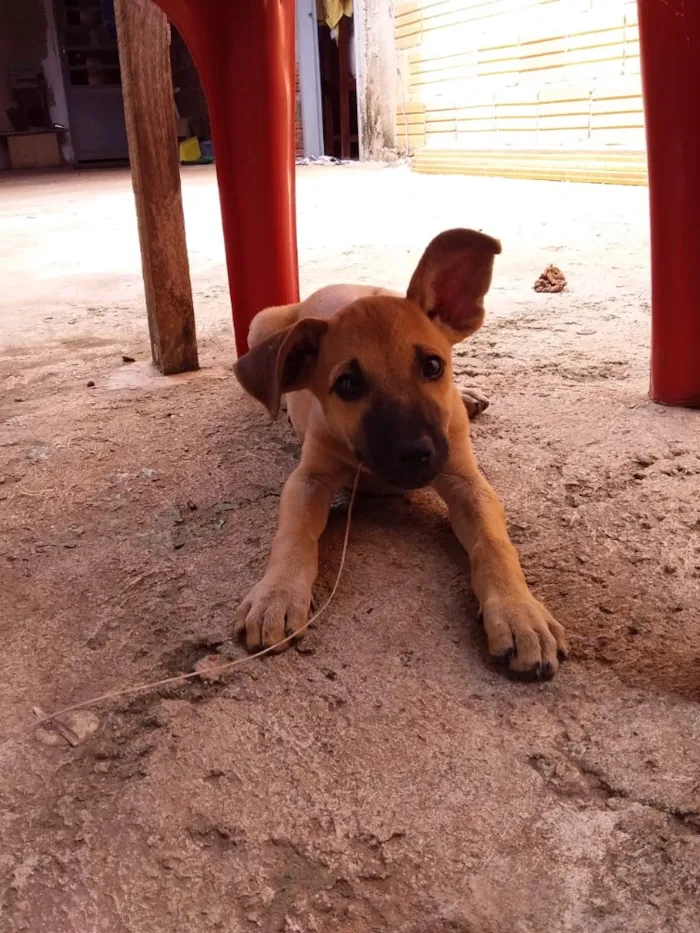 Cachorro ra a  idade 2 a 6 meses nome Pandora