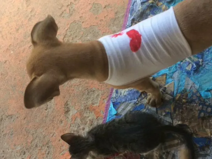 Cachorro ra a  idade 2 a 6 meses nome Pandora