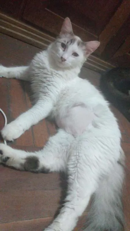 Gato ra a SRD idade 7 a 11 meses nome Prince