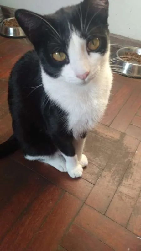 Gato ra a SRD idade 7 a 11 meses nome Tininha