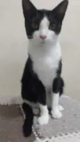 Tininha