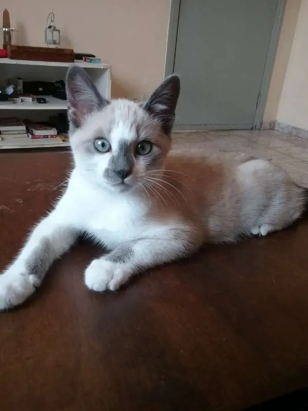 Gato ra a SRD idade 2 a 6 meses nome Theodoro