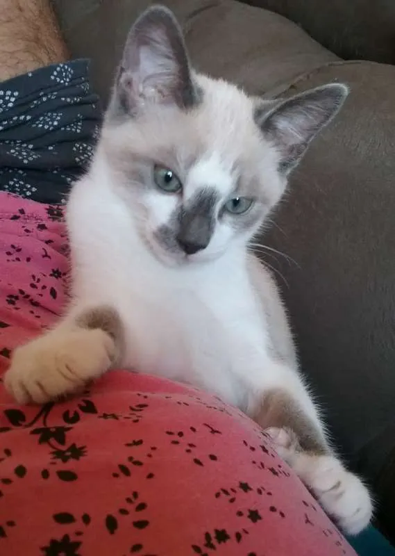Gato ra a SRD idade 2 a 6 meses nome Theodoro