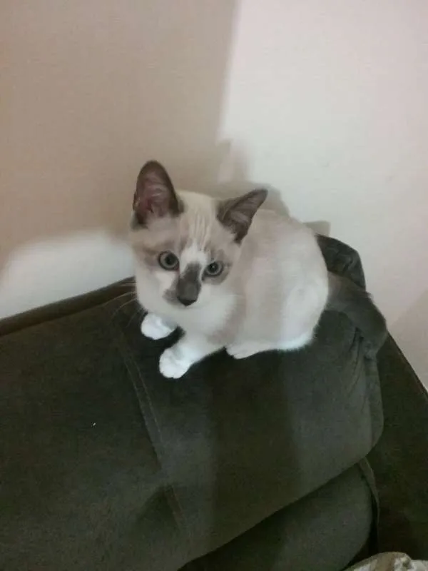 Gato ra a SRD idade 2 a 6 meses nome Theodoro