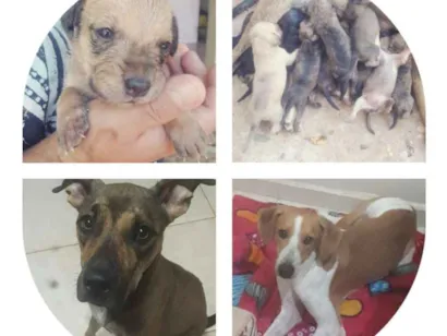 Cachorro raça Misturada  idade Abaixo de 2 meses nome Filhotes