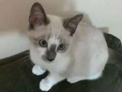 Gato ra a SRD idade 2 a 6 meses nome Theodoro