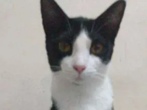 Gato raça SRD idade 7 a 11 meses nome Tininha