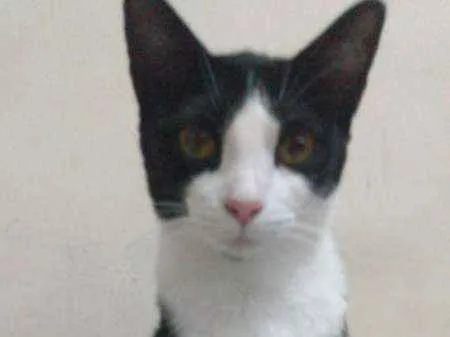 Gato ra a SRD idade 7 a 11 meses nome Tininha