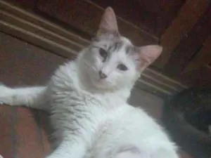 Gato raça SRD idade 7 a 11 meses nome Prince