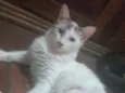 Prince