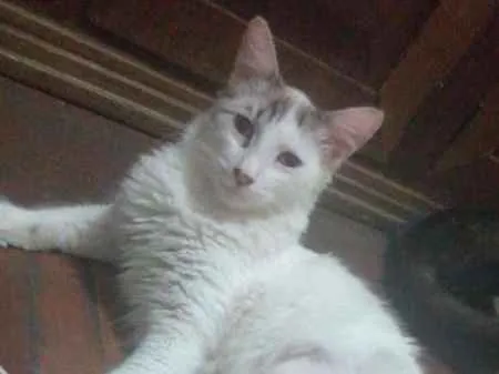 Gato ra a SRD idade 7 a 11 meses nome Prince