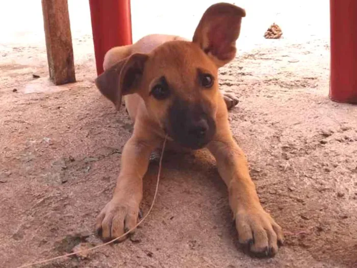 Cachorro ra a  idade 2 a 6 meses nome Pandora