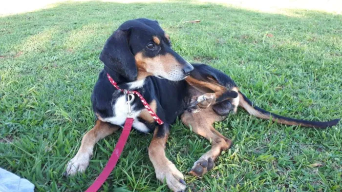 Cachorro ra a SRD idade 1 ano nome Café 