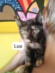 Lua / sol 