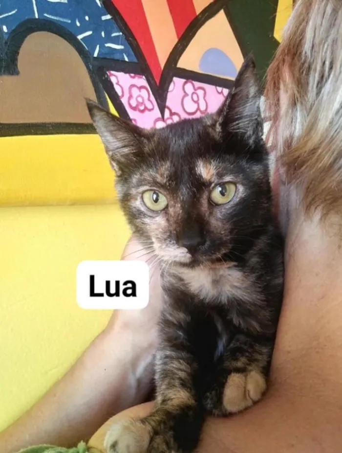 Gato ra a Não tem  idade Abaixo de 2 meses nome Lua / sol 