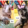 Lua / sol 