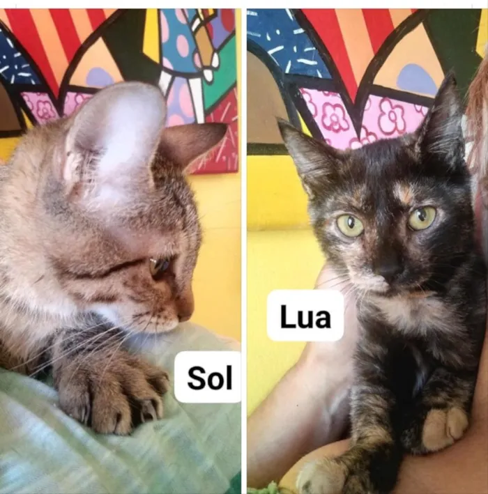 Gato ra a Não tem  idade Abaixo de 2 meses nome Lua / sol 