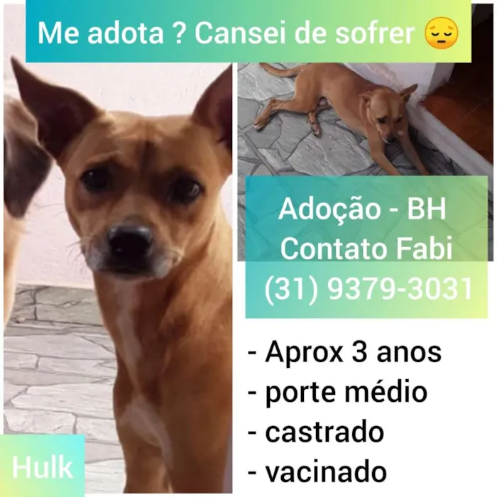 Cachorro raça SRD idade 3 anos nome Hulk