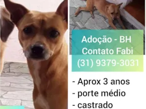 Cachorro raça SRD idade 3 anos nome Hulk