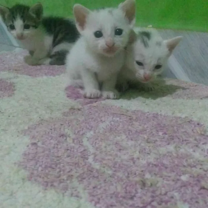 Gato raça Indeginida idade 2 a 6 meses nome Arroz, Mingal, Anjin