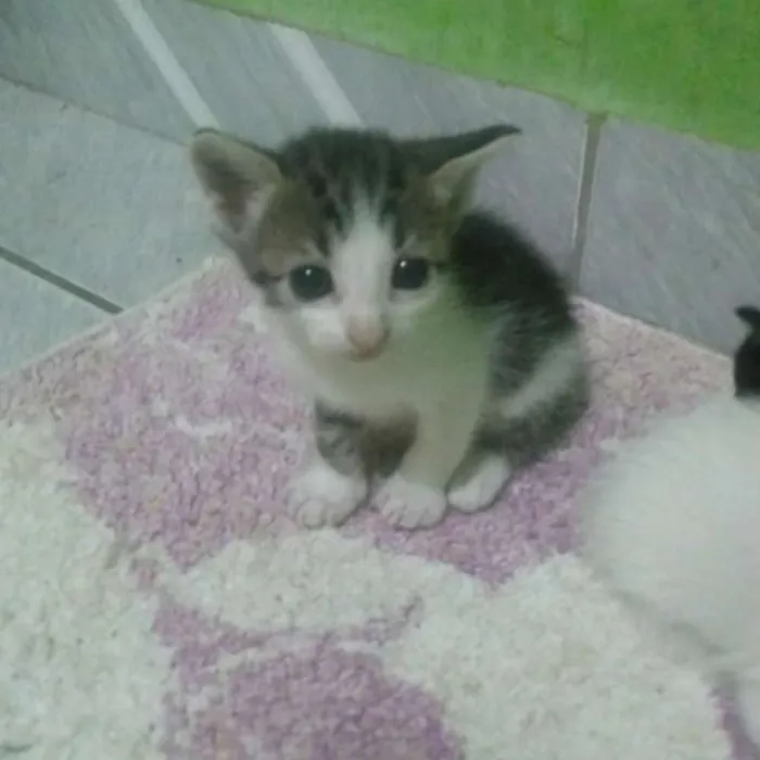 Gato raça Indeginida idade 2 a 6 meses nome Arroz, Mingal, Anjin