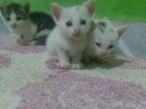 Gato raça Indeginida idade 2 a 6 meses nome Arroz, Mingal, Anjin