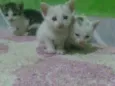 Arroz, Mingal, Anjin