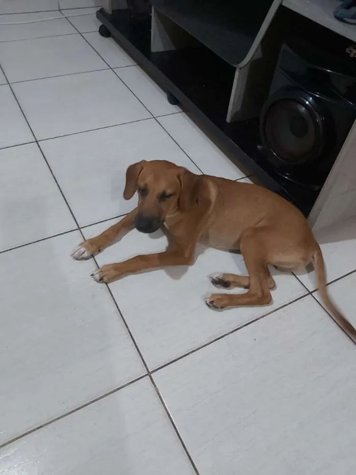 Cachorro ra a SRD idade 2 a 6 meses nome Marley