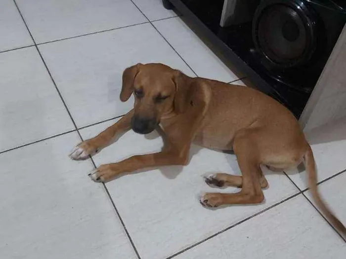 Cachorro ra a SRD idade 2 a 6 meses nome Marley