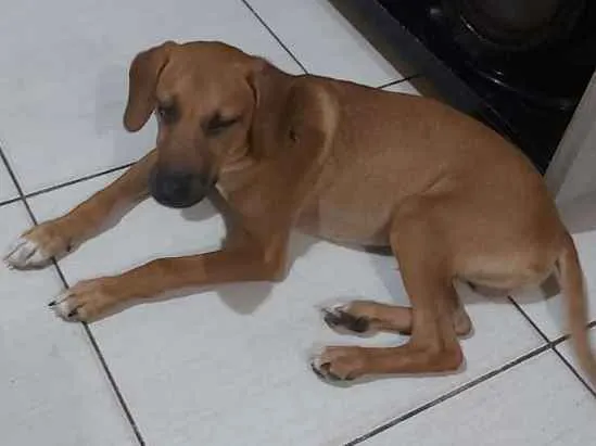 Cachorro ra a SRD idade 2 a 6 meses nome Marley