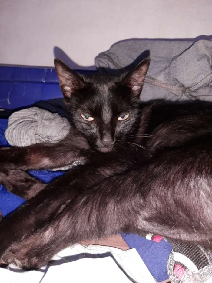 Gato raça  idade 4 anos nome Pantera 