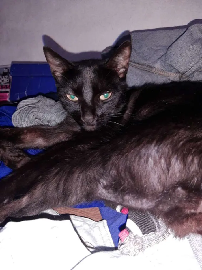 Gato raça  idade 4 anos nome Pantera 
