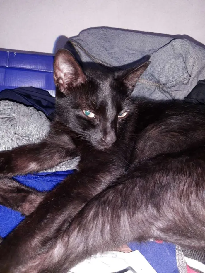 Gato raça  idade 4 anos nome Pantera 