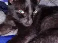 Pantera 