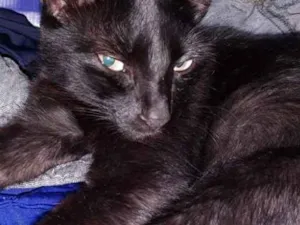 Gato raça  idade 4 anos nome Pantera 