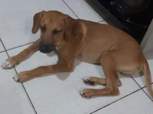 Cachorro raça SRD idade 2 a 6 meses nome Marley