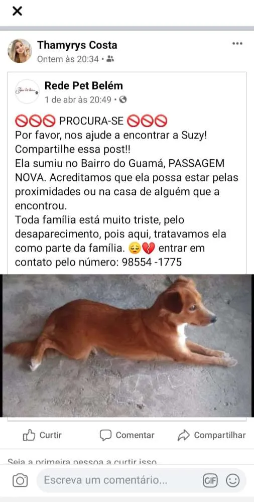 Cachorro ra a Nao identificada idade 1 ano nome Suzy