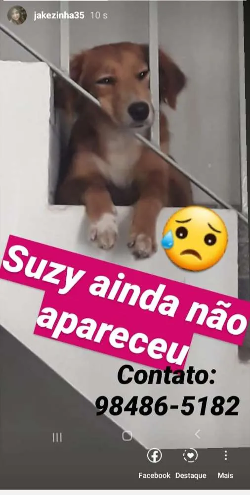 Cachorro ra a Nao identificada idade 1 ano nome Suzy