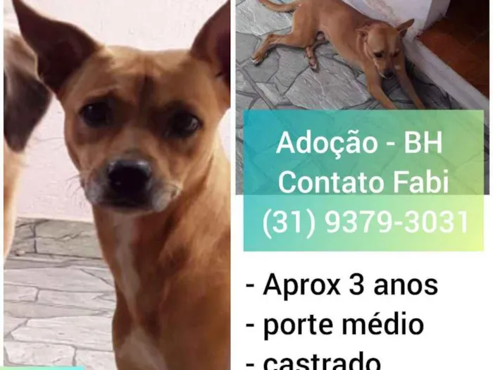Cachorro raça SRD idade 3 anos nome Hulk