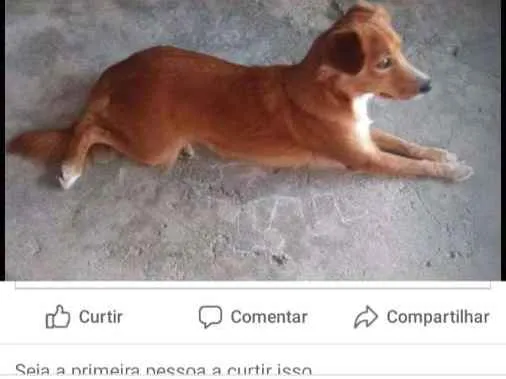 Cachorro ra a Nao identificada idade 1 ano nome Suzy