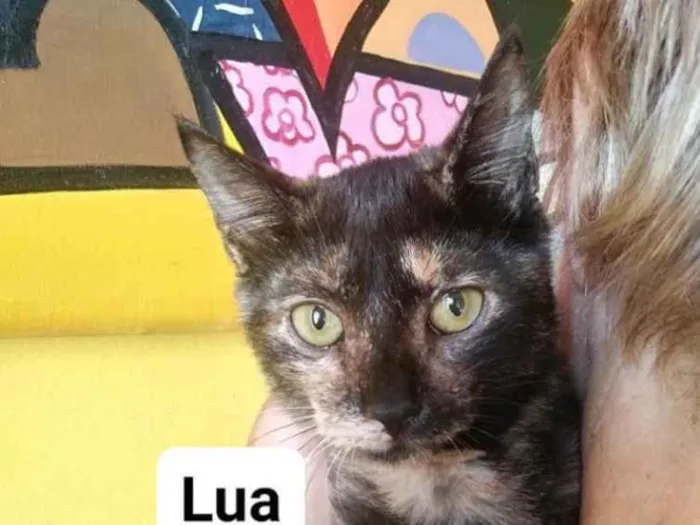 Gato ra a Não tem  idade Abaixo de 2 meses nome Lua / sol 